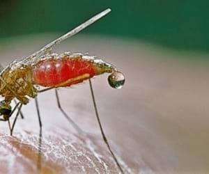 Sensitization of Communities On malaria through durbars Intensified