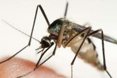 New Malaria Eradication Technology